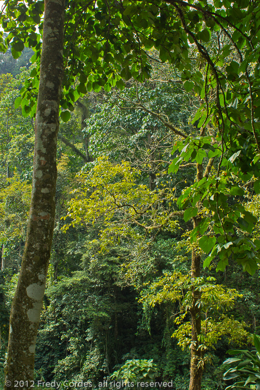 20120630_0126_Goa_Kreo