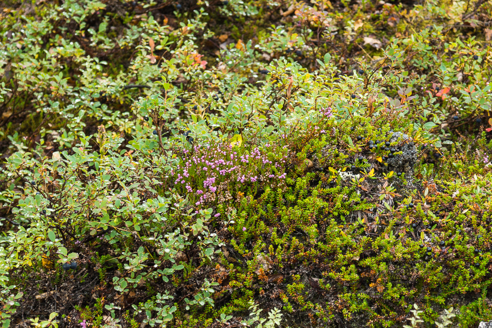 20240909_0038_Island